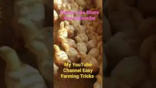 Poultry Farming Business Tricks l Poultry Farming Medicine l Poultry Farming Business Ideas