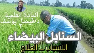 كيفية التعامل مع السنابل البيضاء في الأرز