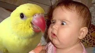 Cute Baby Playing with Parrot and Cockatoo - Funny Baby and Bird Compilation