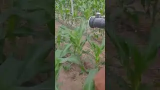 controle de pragas#agricultura #nature #farmer #milho #adubac&atilde;o #controledepragas
