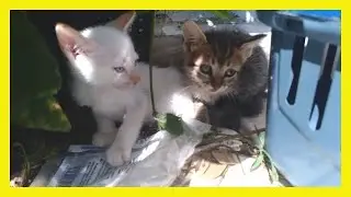 2246- O TOMBO da minha GATINHA (que SUSTO!!!)