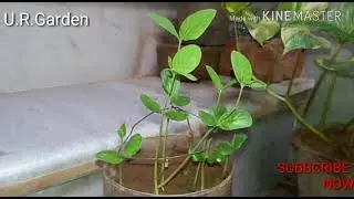 How to Grow Butterfly pea From Seeds