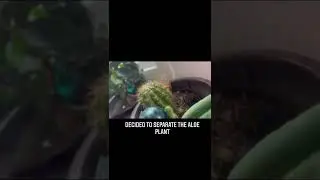 Crowded space for our Aloe 🪴 #aloevera #greenhouse #hacks #tiktok #plants #summer #indoorplants