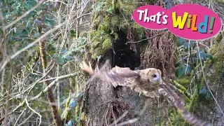 Where Do Tawny Owls Nest?