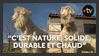 Aide à la filière mohair