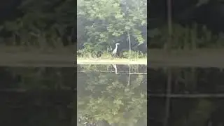 цапля