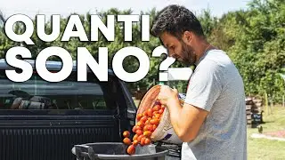 PRIMO GROSSO raccolto di POMODORI del MIO ORTO