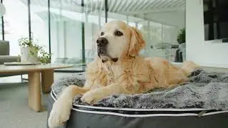 This Golden Retriever Just Got the Ultimate Dog Bed | Human-Grade Ambient Lounge Rebound Foam Bed