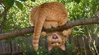 DRAMATIC Cats Being Goofy for No Reason 🤣 TOP Funny Cats Video