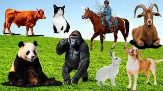 Cute Farm Animals : Sheep, Cow, Rabbit, Cat, Horse, Dog, Chicken, Duckm Peacock