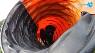 Ein Puli saust zur Agility-Meisterschaft
