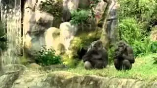 Bud Light Commercial - Apes [TOPFUNNYADS.COM]
