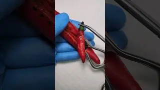 У Перец есть малыш! #shorts
