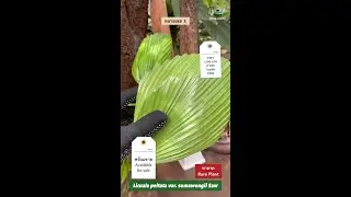 Licuala peltata var. sumawongii - Rare Palm No.1