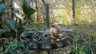 Relax to Many Bird Species in My Florida Winter Garden