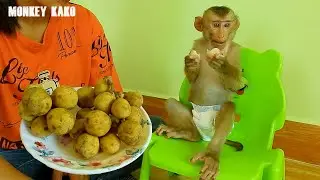 Monkey Kako Eating Sweet Langsat Fruit