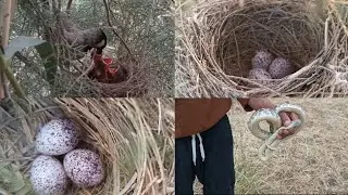 أول رحله البحث عن اعشاش البلابل المهاجره والبلابل العراقيه2025
