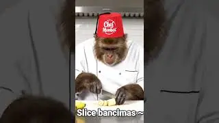 Frozen Chocolate Banana Bites 🍌🍫 | Quick Snack by Chef Monkey 🐵 #Shorts #chefmonkey #funny