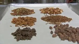 Bugs as food