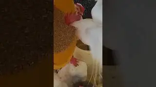 #курица #животные #здоровье #еда #природа #диета #organic #farming #chicken #animals #healthy #food