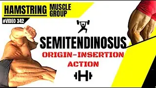Hamstring Muscle || Semitendinosus Origin Insertion Action