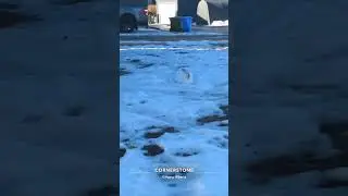 #winterlife #rabbits #winterincanada
