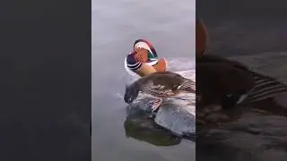 Don't look at him! Не смотри на него!