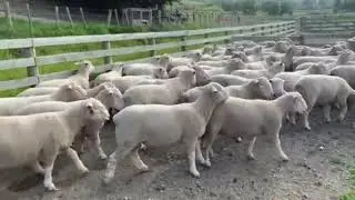 Rocklea 2022 15th Annual Ram Sale - Poll Dorset rams on offer