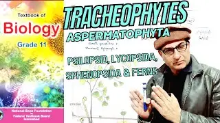 Seedless Vascular Plants | Ferns &  Allies | Urdu Hindi English | biology | Grade 11| Federal Board