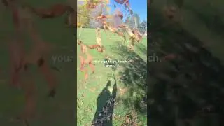 enjoy the fall weather!! #fyp #shorts #viral #relatable #trend #fall #grass #brainrot #nature #teen