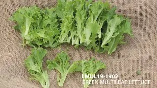 Fairbanks Seeds - Anthracnose resistant green multileaf - Studio (LMUL19-1902)