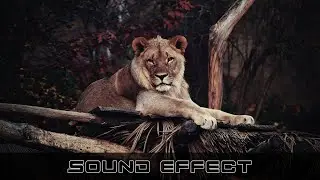 Wildlife | Lion Roar Tired 36 | No Copyright Lion Sound Effects
