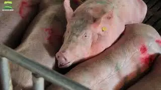 E-Feeding system for Sows | Modern pig farm