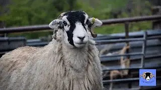 Farming life S2E53: The Return Of the Hoggs! #AD