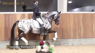 Spotilas Boesgaard