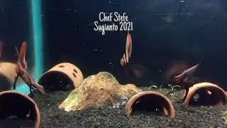Sakit Gigi (Stefe Sugianto Extended Ragga Ace Remix) - Happy Asmara