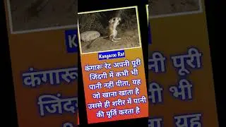 Kangaroo Rat #facts #fact