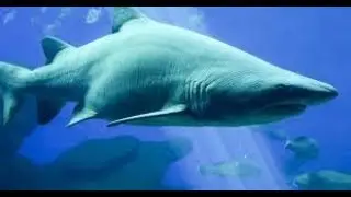 Big fish in water of Atlantic chamber fish tank
