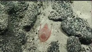 Pleocyemata Polychelida @ Swains Island