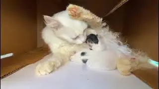 SnowFlake