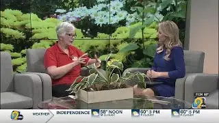 Master Gardener on dividing perennials in the fall