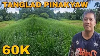 Tanglad Pinakyaw ng 60k magandang Pagkakitaan Biglaang pitas ng Talong