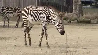 The Antwerp Zoo