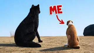 Surviving as a WILD LOST DOG in Yellowstone National Park! | Wolfquest