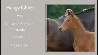 Hengstfohlen von Benjamin Franklin x F&uuml;rstenball