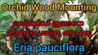 Orchid wood mounting | New method | ഓർക്കിഡ് ഇങ്ങനെ മൗണ്ട് ചെയ്തു നോക്കൂ | Eria pauciflora