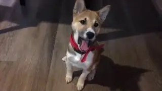 Shiba Inu Puppy howls when he yawns super cute