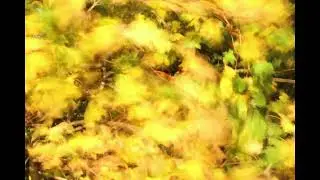 Leaves - Stop Motion Animation Experimentation