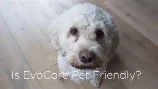 Is EvoCore Pet Friendly?