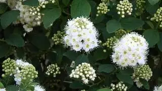 spiraea nipponica snowmound